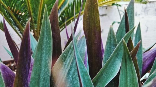 Close-up of succulent plant