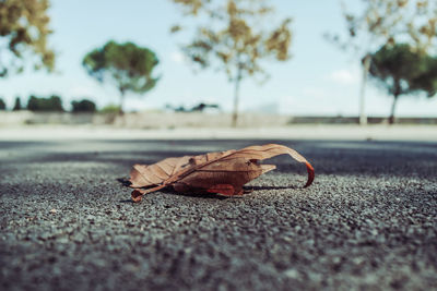 Close-up of dry leaf on road