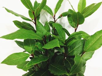 Close-up of fresh green leaves against white background