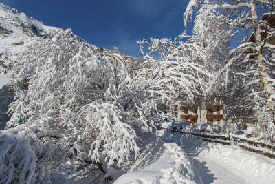 Snow covered trees by mountain against sky