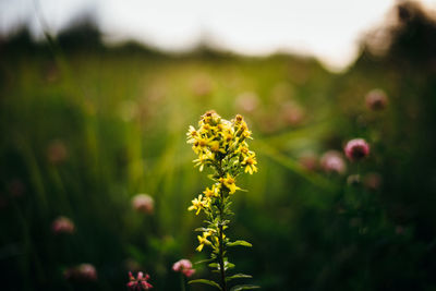 Close-up of yellow flowering plant on field