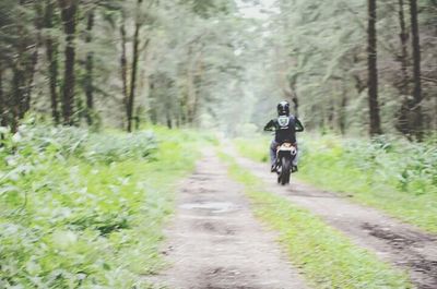 Road passing through forest