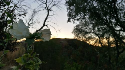 Plants growing on tree