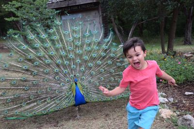 Boy running on field with peacock in background