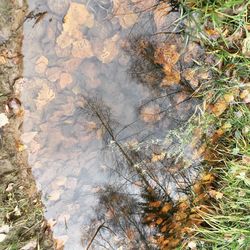 High angle view of leaves floating on water