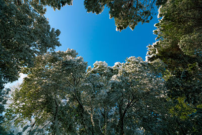 Snow covered trees from below and clear sky