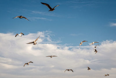 Birds flying against sky