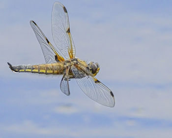 Close-up of dragonfly flying