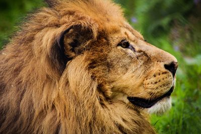 Close-up of lion