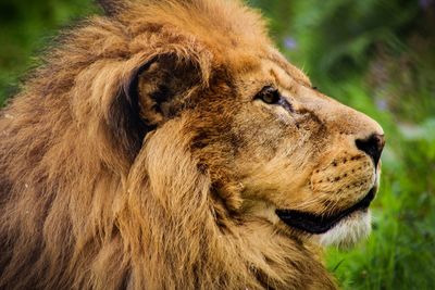 Close-up of lion