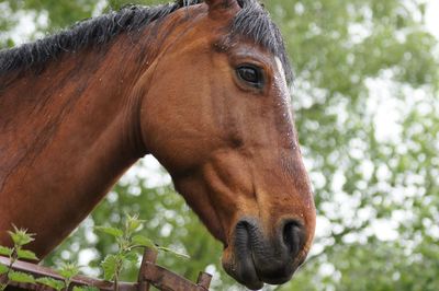 Close-up of a horse in ranch