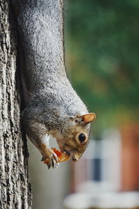 Close-up of squirrel on tree trunk