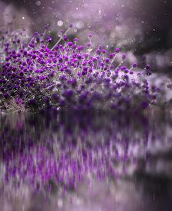 Close-up of purple flowering plants