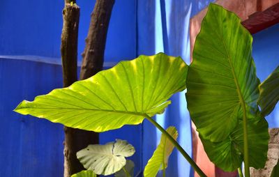 Close-up of green leaves on plant