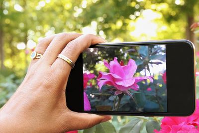 Close-up of hand holding pink flower