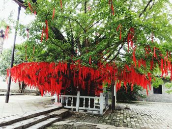 Red flowers on tree during autumn