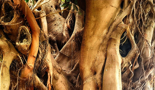 Full frame shot of tree