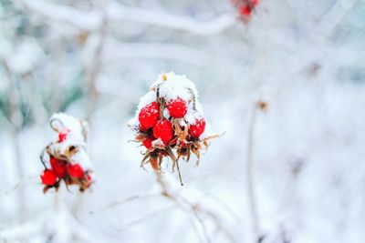 Close-up of snow on berries