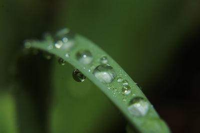 Close-up of water drops on leaf