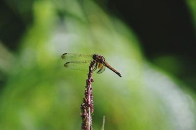 Close-up of damselfly on leaf