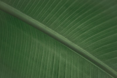 Full frame shot of green leaf