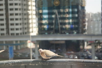 Bird perching on a building