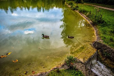 High angle view of ducks swimming in lake