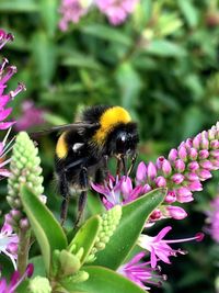 Close-up of bee on purple flower