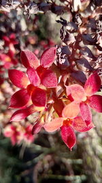 Close-up of red flowers