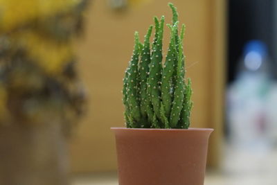 Close-up of cactus