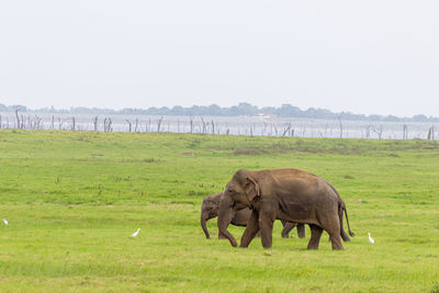 Elephant in a field