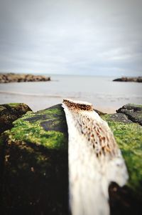 Close-up of moss by sea against sky