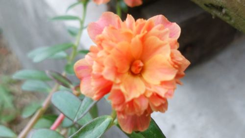 Close-up of flower blooming outdoors