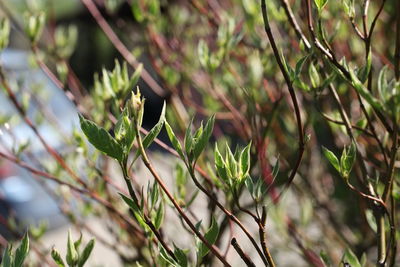 Close-up of a plant