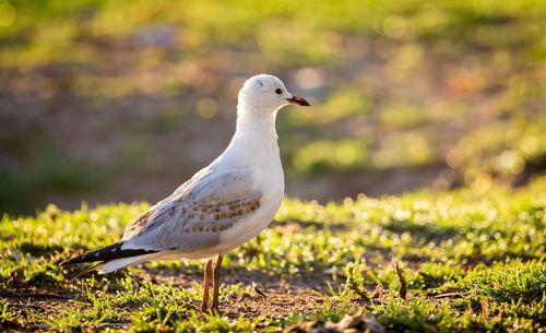 Close-up of seagull perching on a field