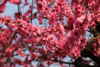 Flower blooming in spring