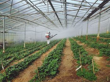 High angle view of people walking in greenhouse