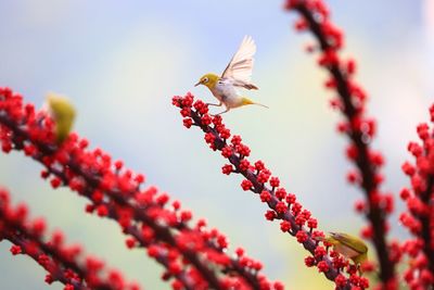 Low angle view of a bird flying