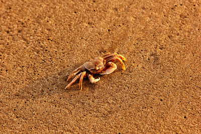 Close-up of crab on beach