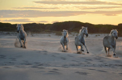 View of horses running on sand during sunset