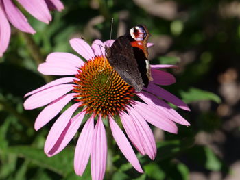 Close-up of butterfly on purple flower