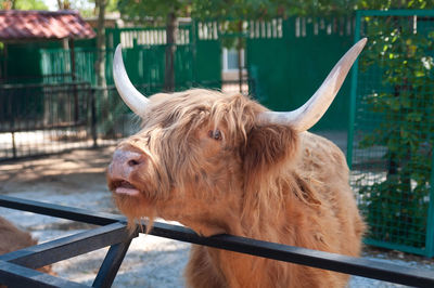 Horse standing in a fence