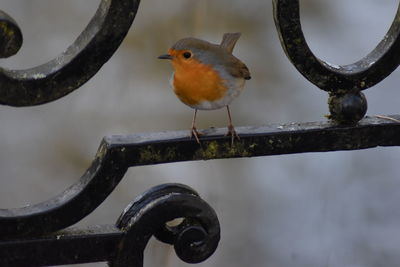 Close-up of bird perching on metal