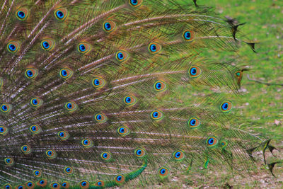 peacock