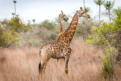Giraffe standing in field