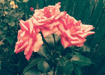 Close-up of rose plant