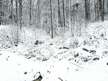 Flock of trees in forest during winter