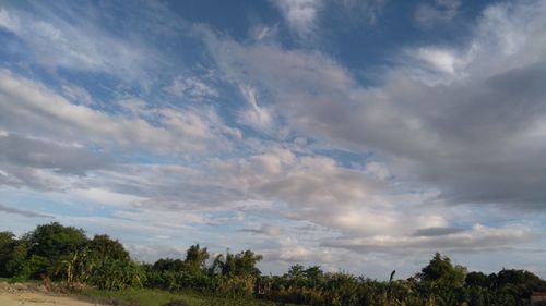 Low angle view of trees against cloudy sky