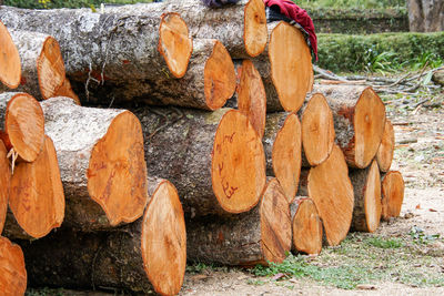 Stack of logs in forest