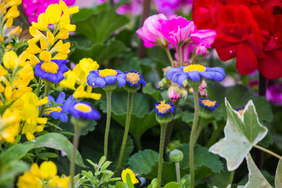 Close-up of purple flowering plants